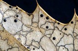 Coccomyces dentatus image