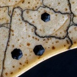 Coccomyces dentatus image