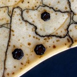 Coccomyces dentatus image