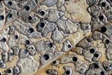 Coccomyces dentatus image