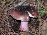 Russula queletii image