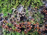 Peltigera horizontalis image