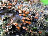 Peltigera horizontalis image