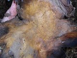 Scleroderma polyrhizum image