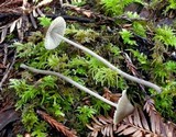 Mycena leptocephala image