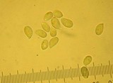 Mycena leptocephala image