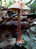 Gymnopus spongiosus image
