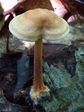 Gymnopus spongiosus image