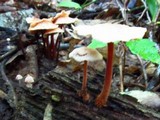Gymnopus spongiosus image