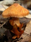 Cortinarius distans image