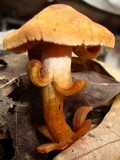 Cortinarius distans image