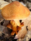 Cortinarius distans image