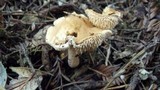 Hydnum oregonense image