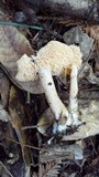 Hydnum oregonense image