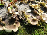Peltigera praetextata image