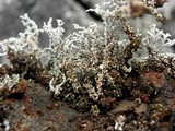Stereocaulon vulcani image
