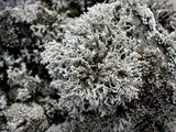 Stereocaulon vulcani image