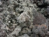 Stereocaulon vulcani image