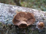Hexagonia hydnoides image