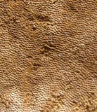 Hexagonia hydnoides image