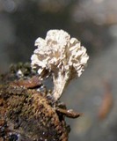 Xylaria cubensis image