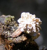 Xylaria cubensis image