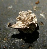 Xylaria cubensis image