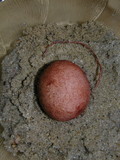 Phallus hadriani image