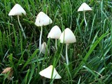 Conocybe apala image