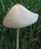 Conocybe apala image
