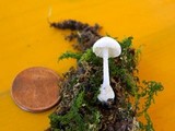Volvariella pusilla image