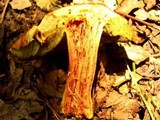 Xerocomus hortonii image