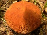 Xerocomus hortonii image