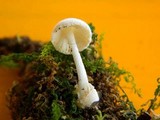 Volvariella pusilla image