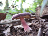 Russula mariae image