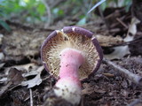 Russula mariae image
