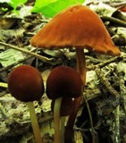 Marasmius cohaerens image