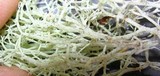 Cladina leiodea image