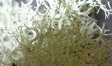 Cladina leiodea image