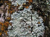 Physcia americana image