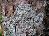 Physcia americana image