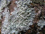 Physcia americana image