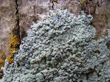 Physcia americana image