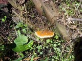 Ganoderma sessile image