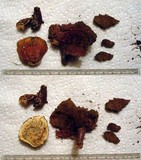 Ganoderma sessile image