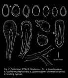 Ganoderma sessile image