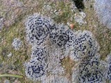 Porpidia crustulata image
