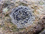 Porpidia crustulata image