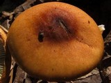 Limacella glischra image
