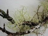 Usnea australis image